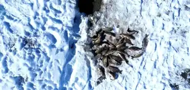 Erciş'te Buz Üzeri Balık Avı