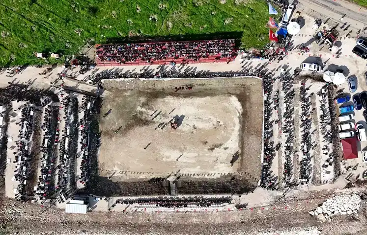 Kumluca'da Heyecan Dolu Deve Güreşi!